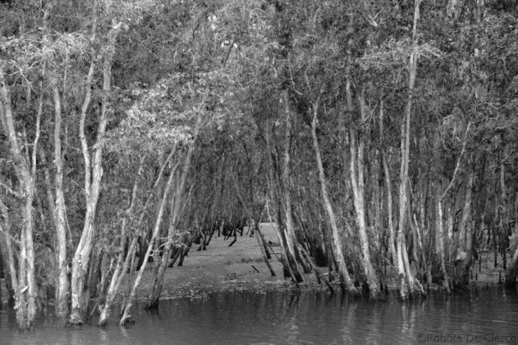 Mangrove (28)