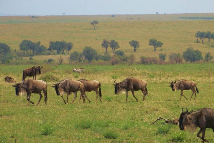 Masai Mara National Reserve (100)