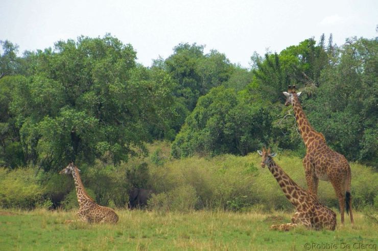 Masai Mara National Reserve (103)