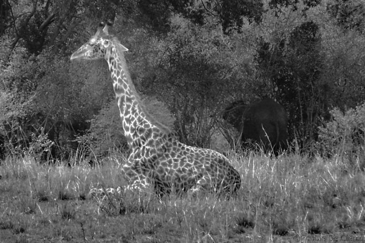 Masai Mara National Reserve (104)