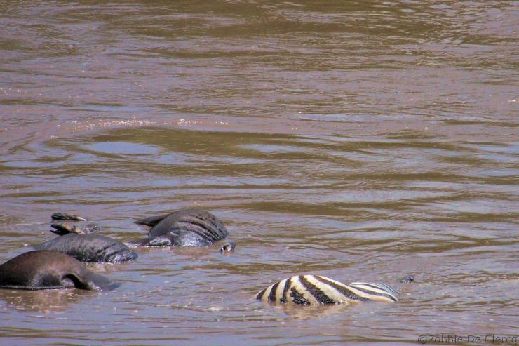 Masai Mara National Reserve (110)