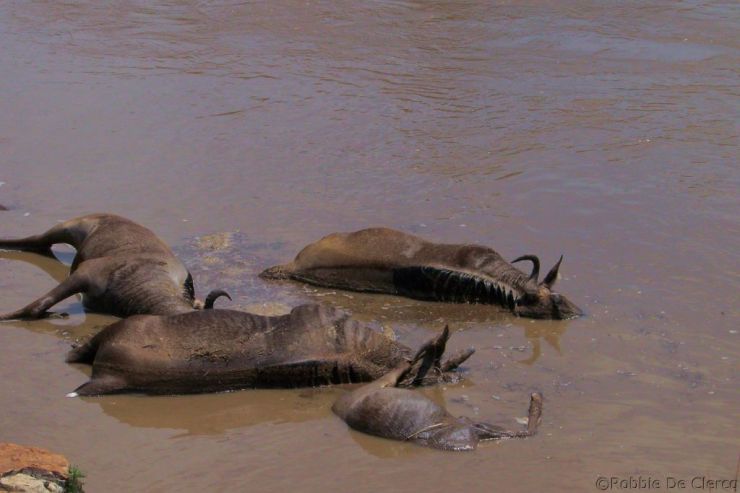 Masai Mara National Reserve (111)