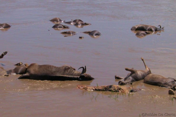 Masai Mara National Reserve (112)