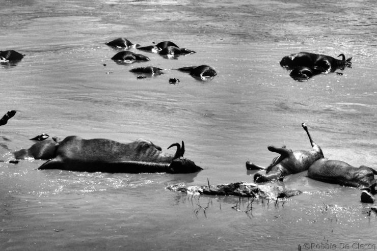 Masai Mara National Reserve (113)
