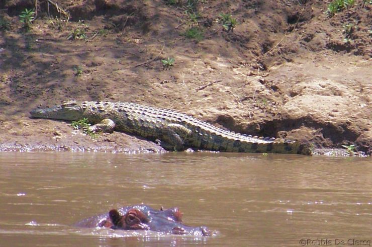 Masai Mara National Reserve (118)