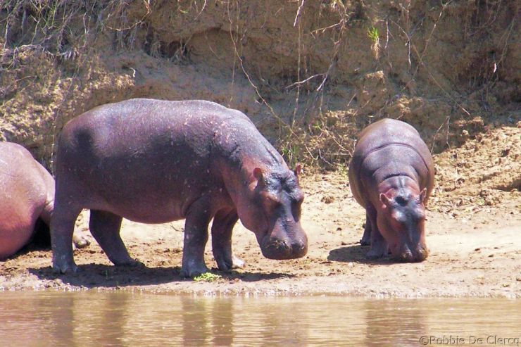 Masai Mara National Reserve (120)
