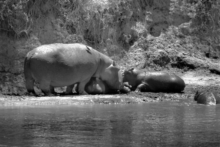 Masai Mara National Reserve (122)