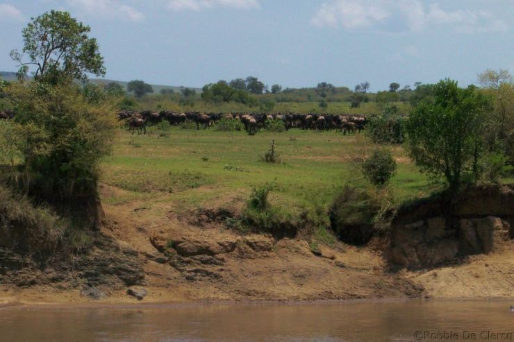 Masai Mara National Reserve (123)