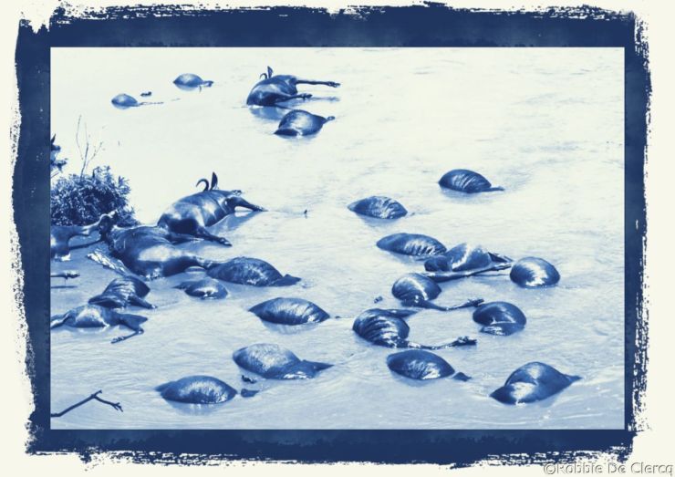 Masai Mara National Reserve (124)