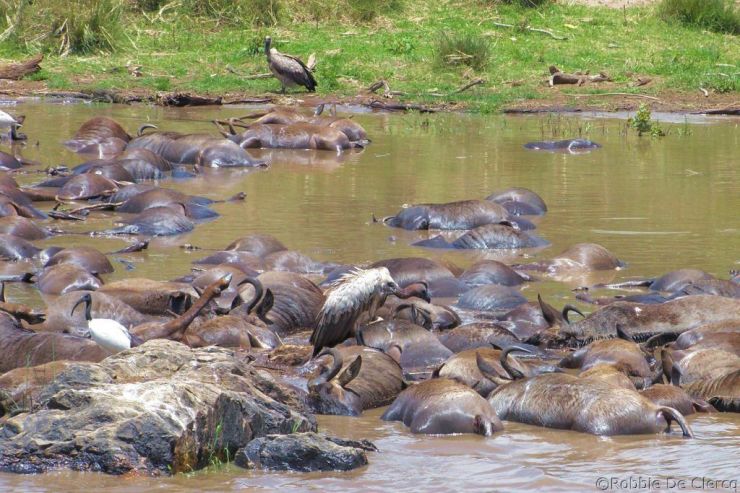 Masai Mara National Reserve (125)