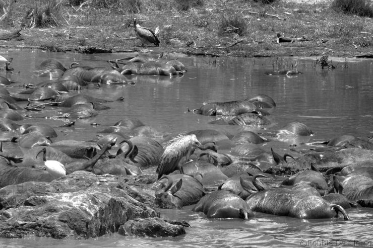 Masai Mara National Reserve (126)