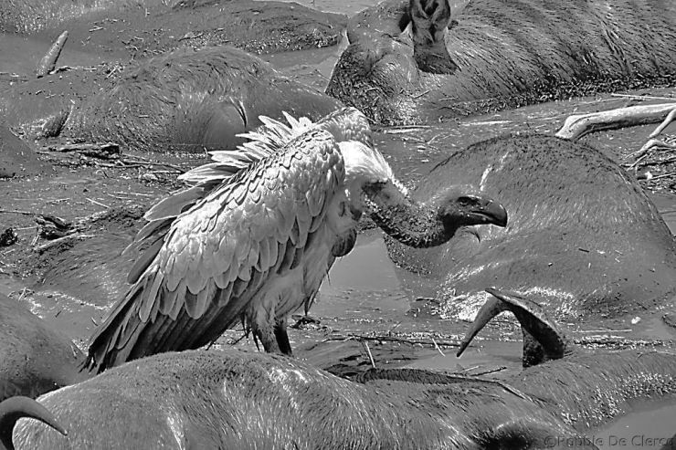 Masai Mara National Reserve (128)