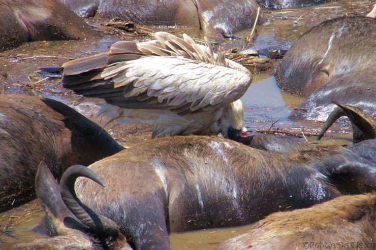 Masai Mara National Reserve (129)