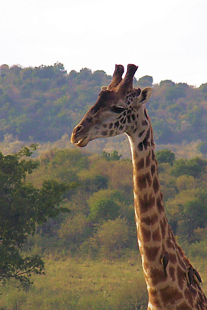 Masai Mara National Reserve (13)