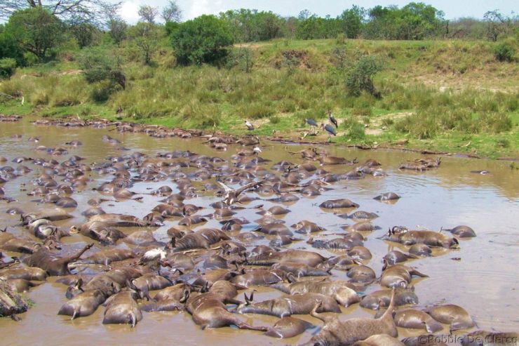 Masai Mara National Reserve (131)