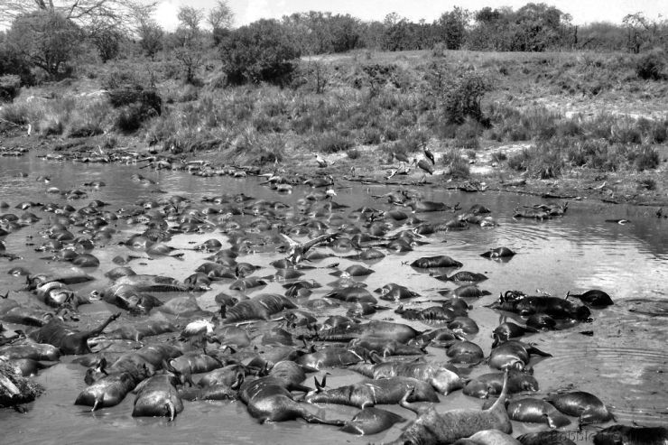 Masai Mara National Reserve (132)