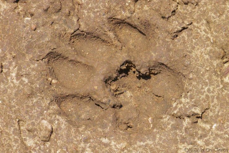 Masai Mara National Reserve (134)