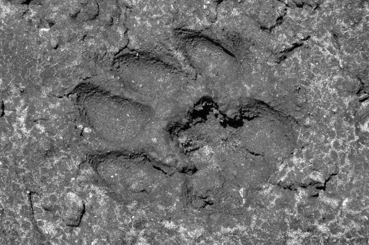 Masai Mara National Reserve (135)