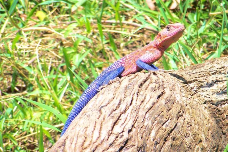Masai Mara National Reserve (136)