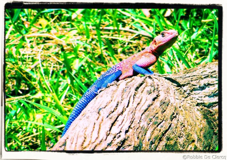 Masai Mara National Reserve (137)