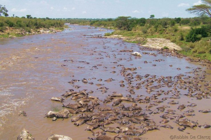 Masai Mara National Reserve (138)