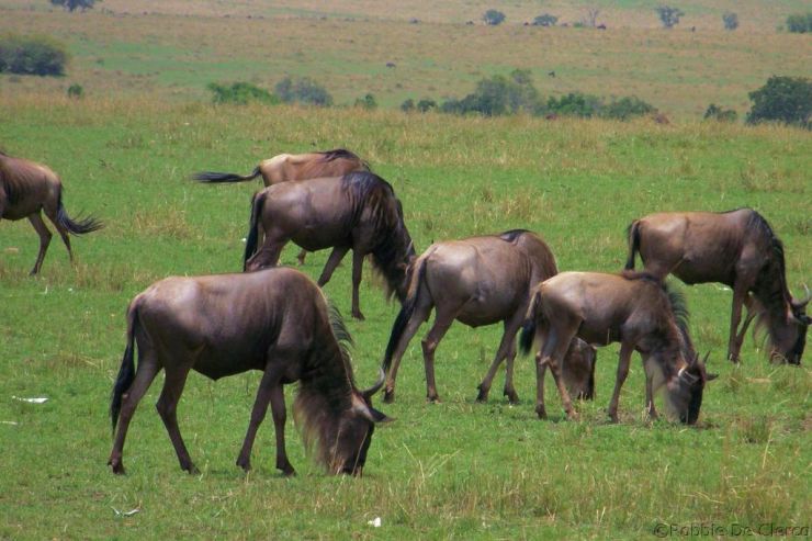 Masai Mara National Reserve (142)