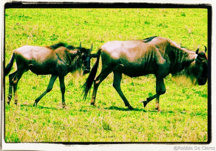 Masai Mara National Reserve (144)