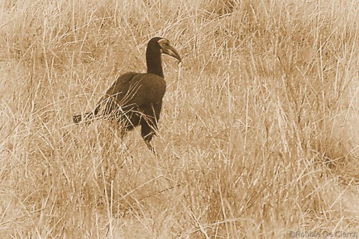Masai Mara National Reserve (145)