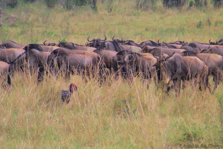 Masai Mara National Reserve (146)