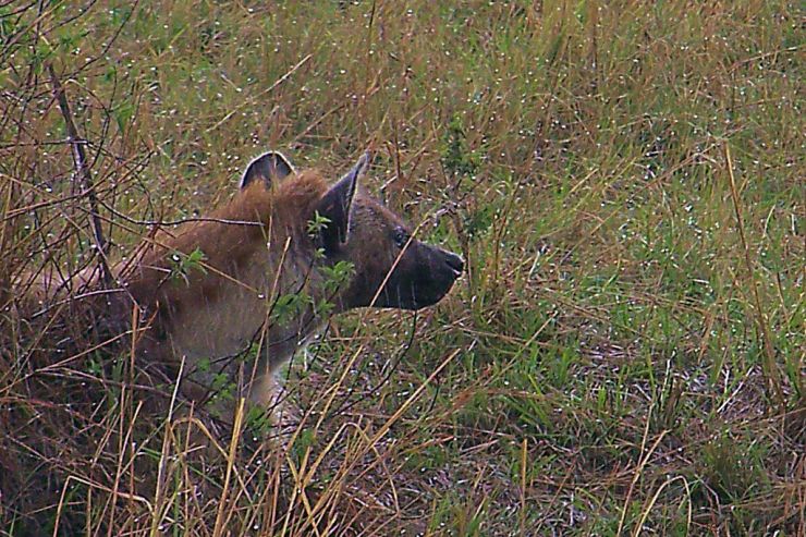 Masai Mara National Reserve (148)