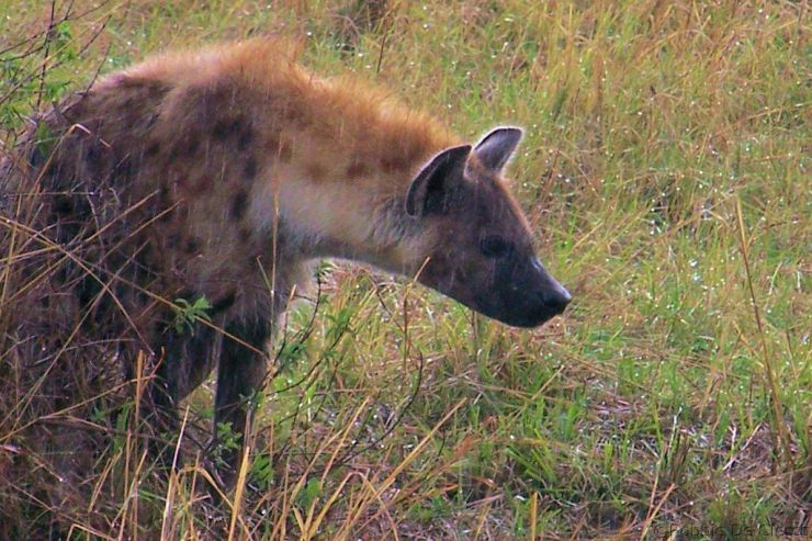 Masai Mara National Reserve (149)