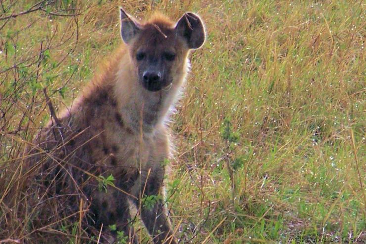 Masai Mara National Reserve (150)