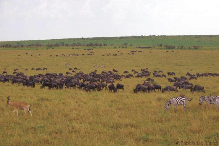 Masai Mara National Reserve (155)