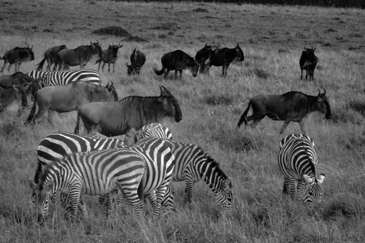 Masai Mara National Reserve (158)