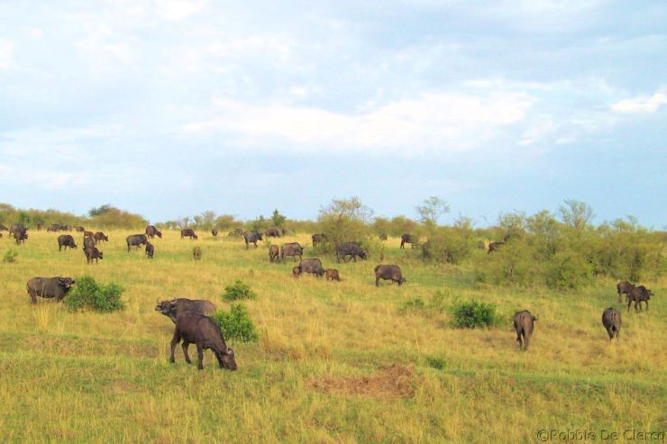 Masai Mara National Reserve (16)