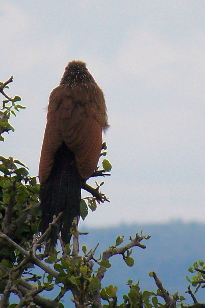 Masai Mara National Reserve (163)