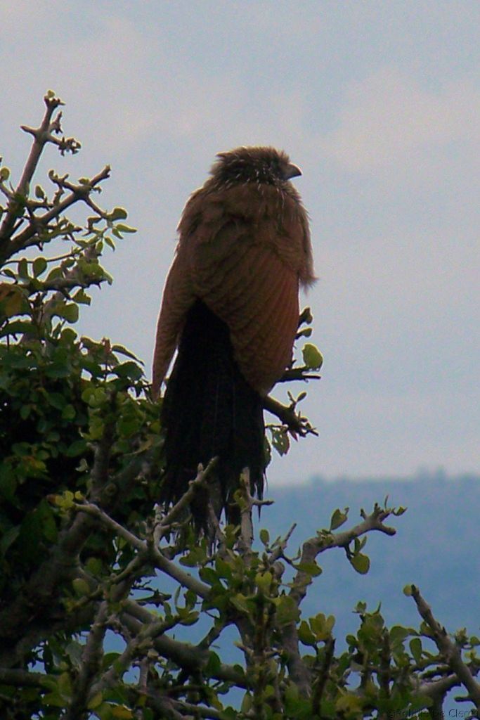 Masai Mara National Reserve (164)