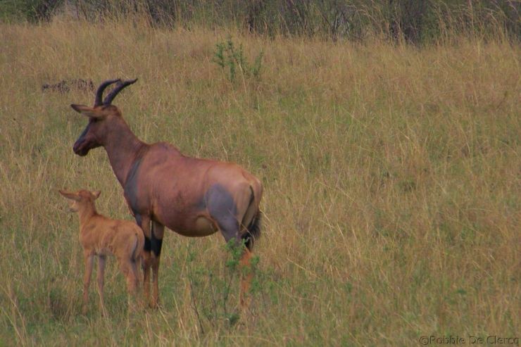 Masai Mara National Reserve (166)