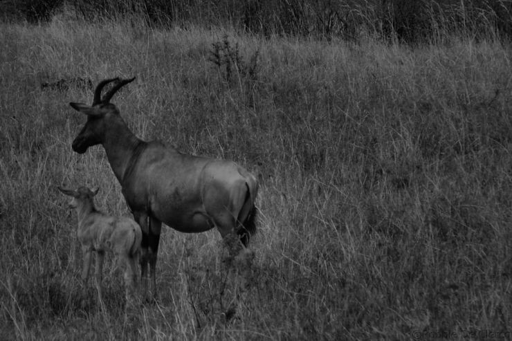 Masai Mara National Reserve (167)