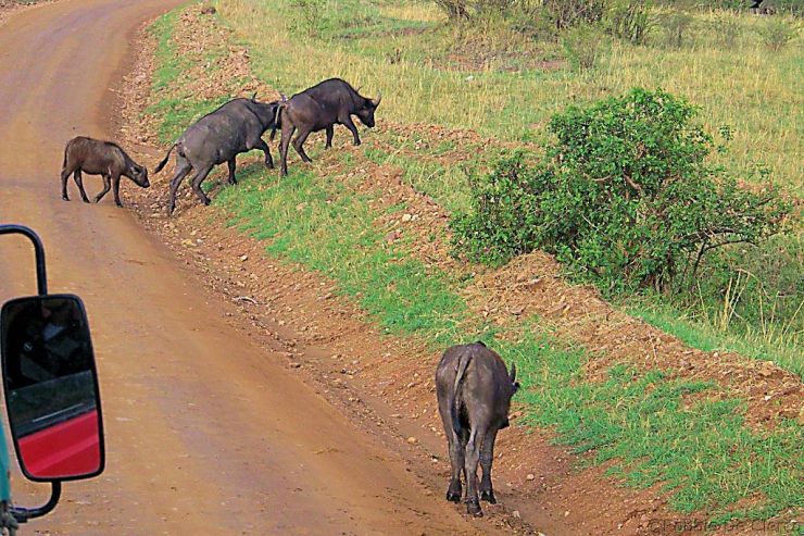 Masai Mara National Reserve (17)