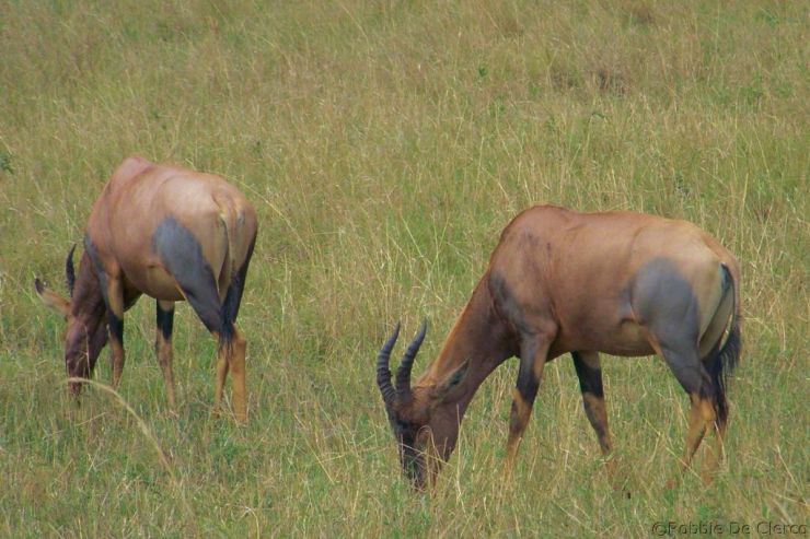 Masai Mara National Reserve (170)