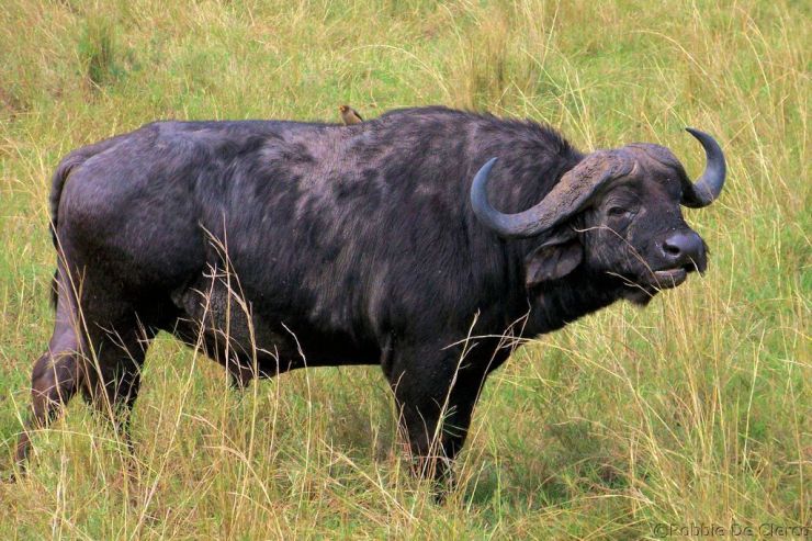 Masai Mara National Reserve (172)