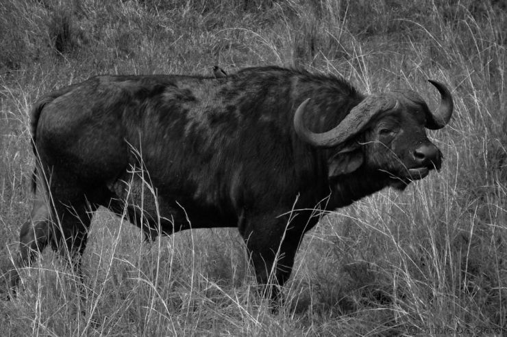 Masai Mara National Reserve (173)