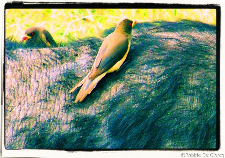 Masai Mara National Reserve (174)