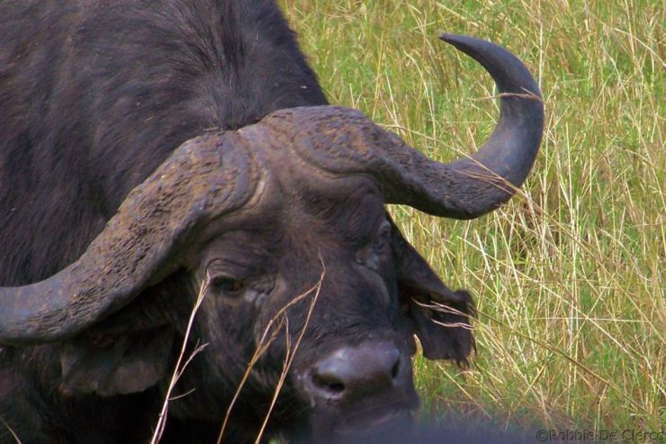 Masai Mara National Reserve (175)