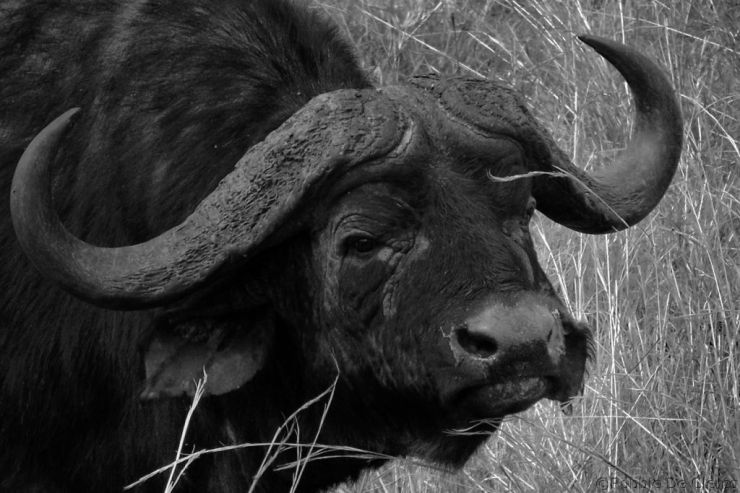 Masai Mara National Reserve (176)