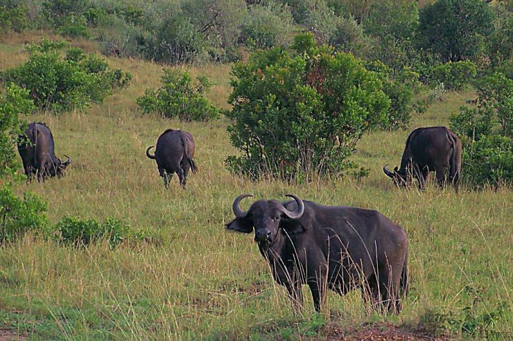 Masai Mara National Reserve (18)