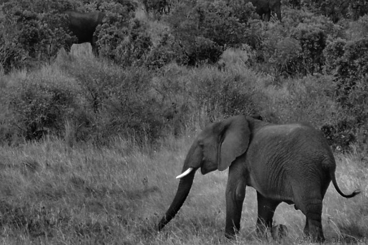 Masai Mara National Reserve (180)