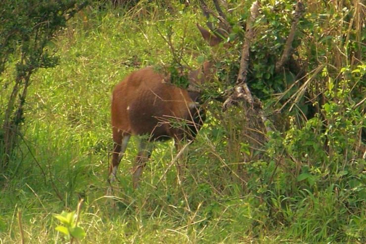 Masai Mara National Reserve (182)