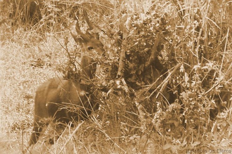 Masai Mara National Reserve (183)